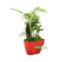 buy-pachira-plant-online-at-living-gifts